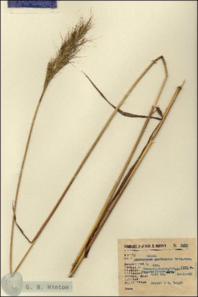 URN_catalog_HBHinton_herbarium_2065.jpg.jpg