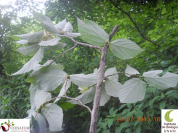 76824_S1_HJ2_20130723_003_001.jpg.jpg