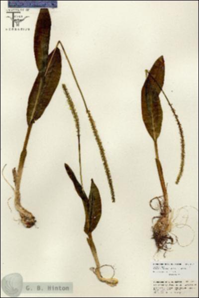 URN_catalog_HBHinton_herbarium_26741.jpg.jpg
