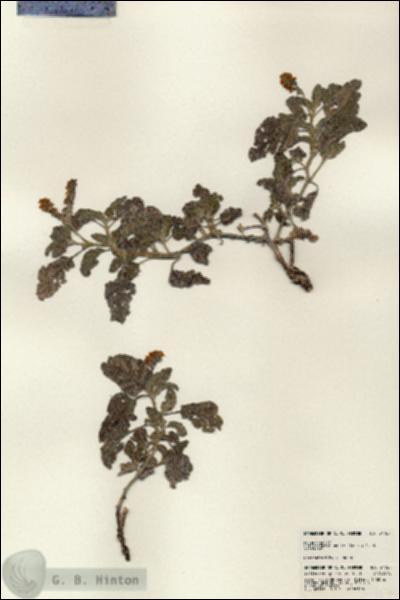 URN_catalog_HBHinton_herbarium_24767.jpg.jpg