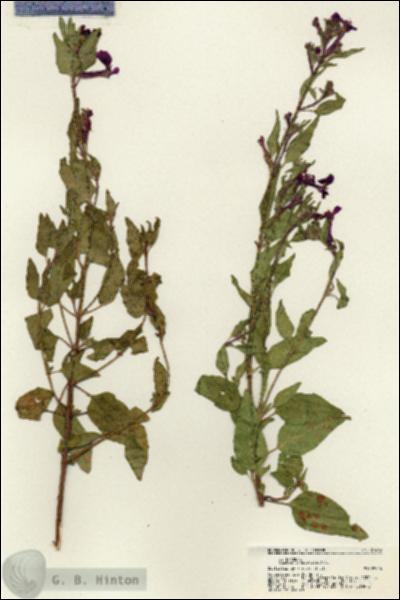 URN_catalog_HBHinton_herbarium_21439.jpg.jpg