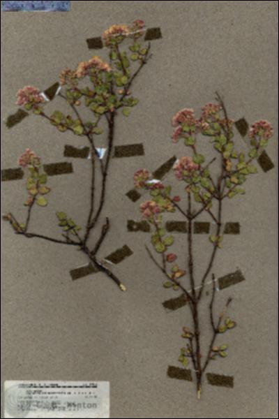 URN_catalog_HBHinton_herbarium_19814.jpg.jpg