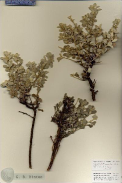 URN_catalog_HBHinton_herbarium_27079.jpg.jpg