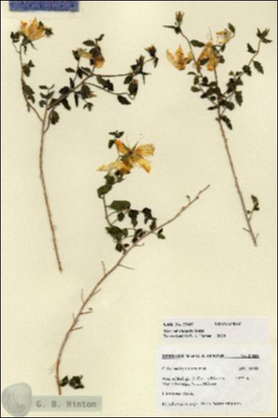 URN_catalog_HBHinton_herbarium_27685.jpg.jpg