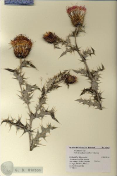 URN_catalog_HBHinton_herbarium_17927.jpg.jpg