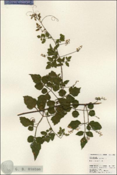 URN_catalog_HBHinton_herbarium_24202.jpg.jpg