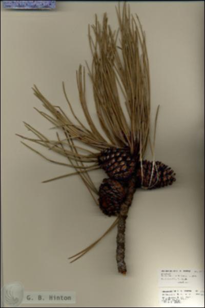 URN_catalog_HBHinton_herbarium_27009.jpg.jpg