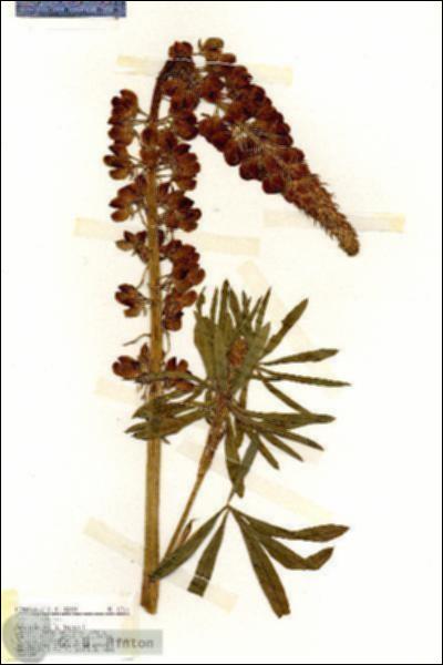 URN_catalog_HBHinton_herbarium_17361.jpg.jpg
