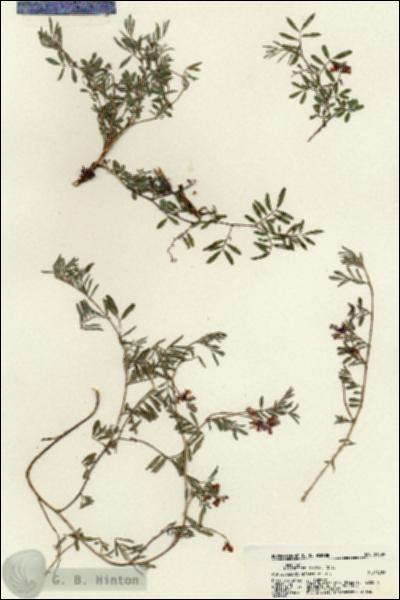 URN_catalog_HBHinton_herbarium_21339.jpg.jpg