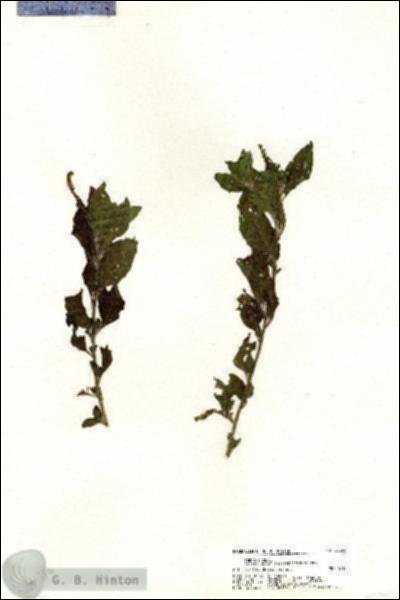 URN_catalog_HBHinton_herbarium_20356.jpg.jpg