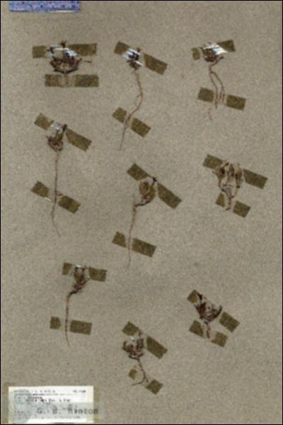 URN_catalog_HBHinton_herbarium_19528.jpg.jpg