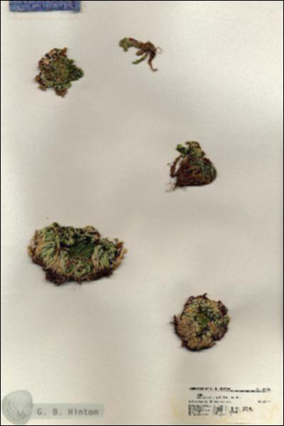 URN_catalog_HBHinton_herbarium_20396.jpg.jpg