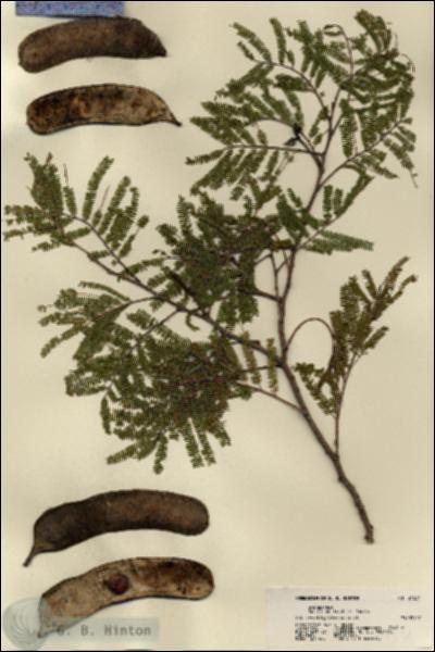 URN_catalog_HBHinton_herbarium_21534.jpg.jpg
