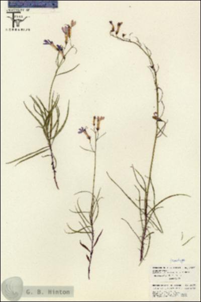 URN_catalog_HBHinton_herbarium_26256.jpg.jpg
