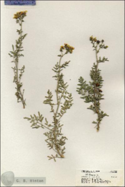 URN_catalog_HBHinton_herbarium_20906.jpg.jpg