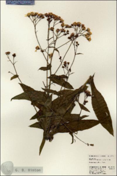 URN_catalog_HBHinton_herbarium_22910.jpg.jpg
