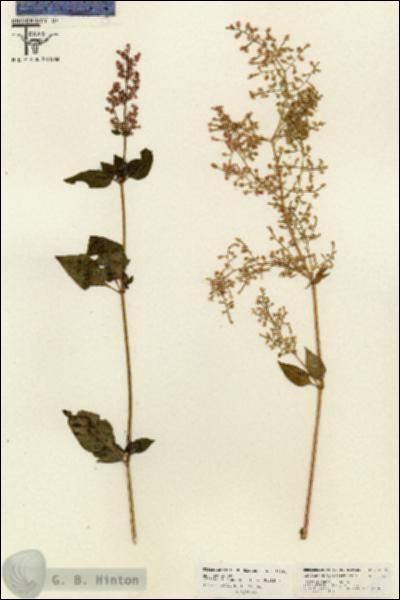 URN_catalog_HBHinton_herbarium_26264.jpg.jpg