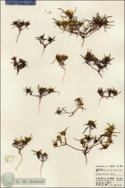 URN_catalog_HBHinton_herbarium_23553.jpg.jpg