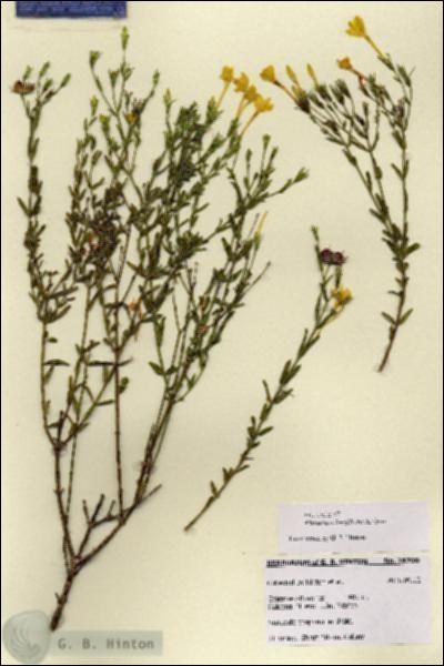 URN_catalog_HBHinton_herbarium_28700.jpg.jpg