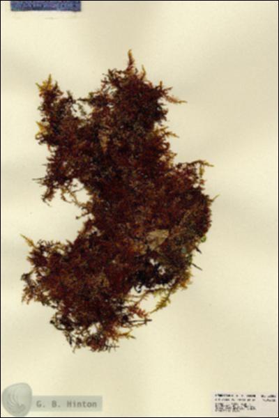 URN_catalog_HBHinton_herbarium_22682.jpg.jpg
