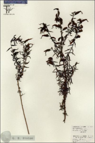 URN_catalog_HBHinton_herbarium_26306.jpg.jpg