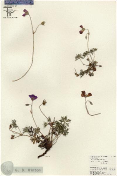 URN_catalog_HBHinton_herbarium_26533.jpg.jpg