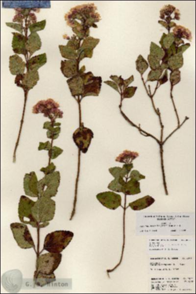 URN_catalog_HBHinton_herbarium_23811.jpg.jpg