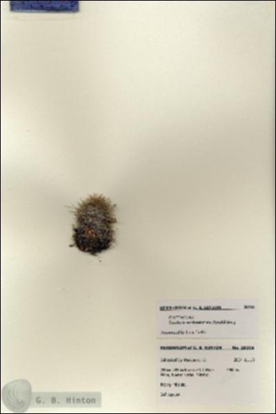URN_catalog_HBHinton_herbarium_28316.jpg.jpg