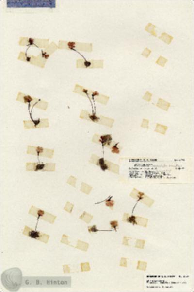 URN_catalog_HBHinton_herbarium_20191.jpg.jpg