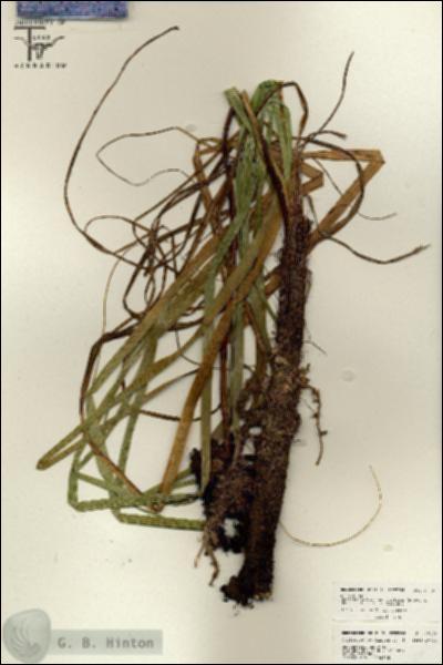 URN_catalog_HBHinton_herbarium_26123.jpg.jpg