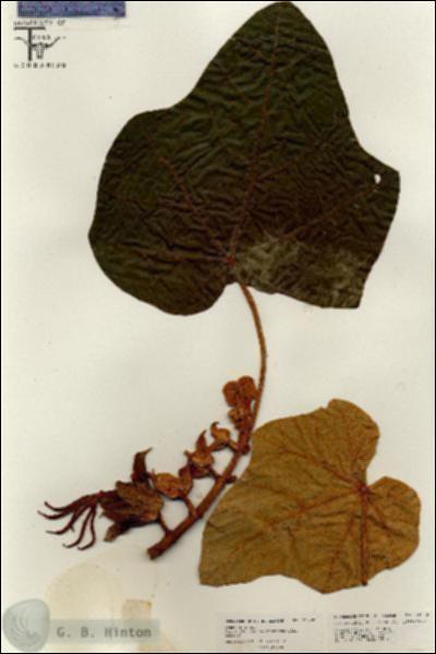 URN_catalog_HBHinton_herbarium_26292.jpg.jpg