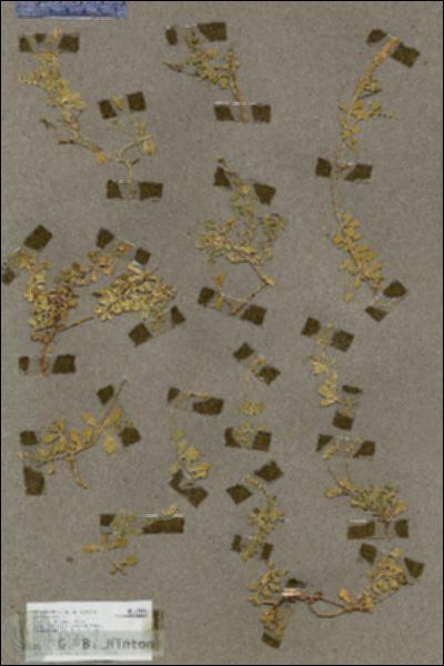 URN_catalog_HBHinton_herbarium_17856.jpg.jpg
