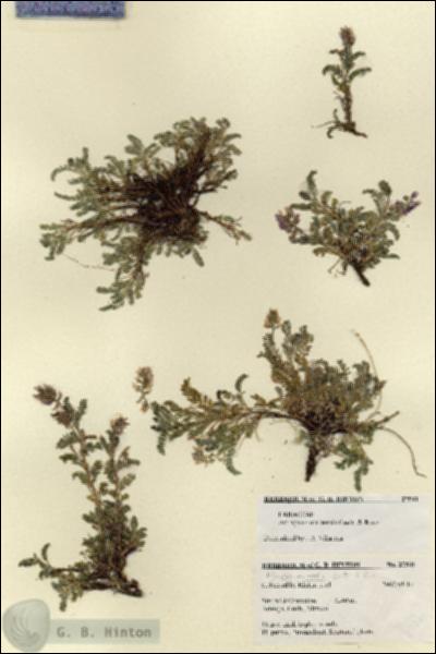 URN_catalog_HBHinton_herbarium_27541.jpg.jpg