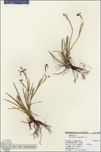 URN_catalog_HBHinton_herbarium_27049.jpg.jpg