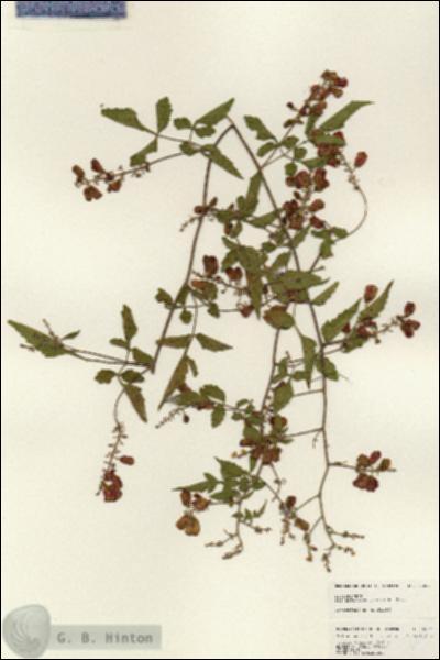 URN_catalog_HBHinton_herbarium_25004.jpg.jpg