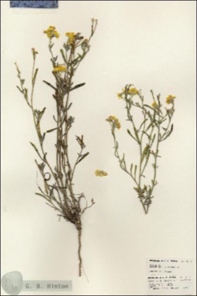 URN_catalog_HBHinton_herbarium_24856.jpg.jpg