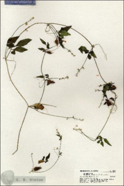 URN_catalog_HBHinton_herbarium_20838.jpg.jpg