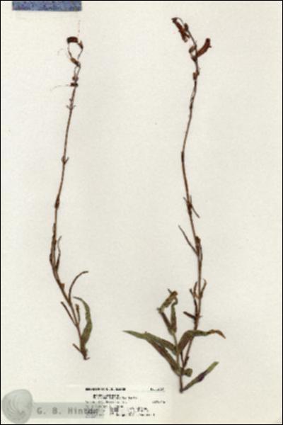 URN_catalog_HBHinton_herbarium_20391.jpg.jpg