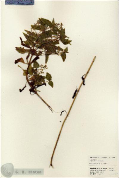 URN_catalog_HBHinton_herbarium_24653.jpg.jpg