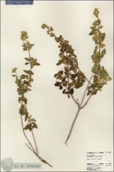 URN_catalog_HBHinton_herbarium_23564.jpg.jpg