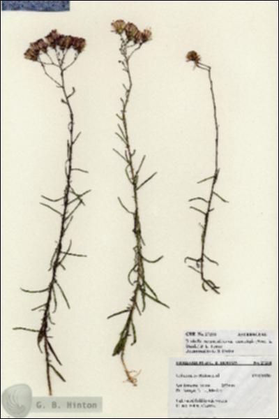 URN_catalog_HBHinton_herbarium_27258.jpg.jpg