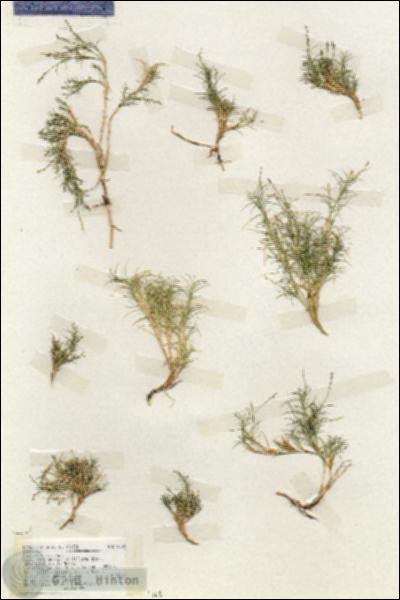 URN_catalog_HBHinton_herbarium_18789.jpg.jpg
