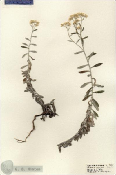 URN_catalog_HBHinton_herbarium_23648.jpg.jpg
