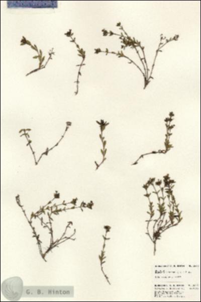 URN_catalog_HBHinton_herbarium_24373.jpg.jpg