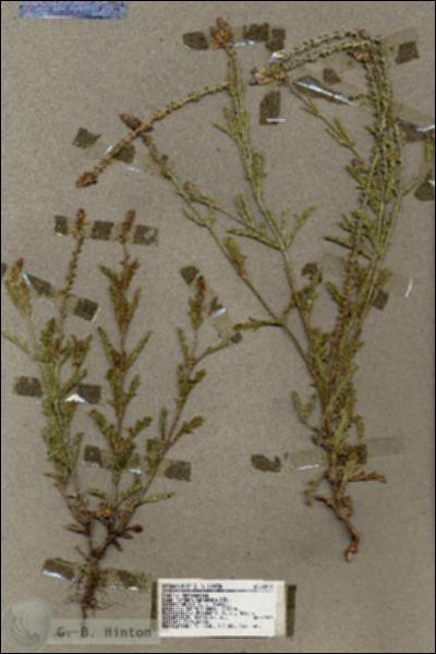 URN_catalog_HBHinton_herbarium_18976.jpg.jpg