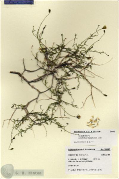 URN_catalog_HBHinton_herbarium_28682.jpg.jpg