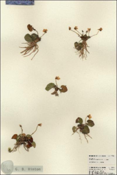 URN_catalog_HBHinton_herbarium_22752.jpg.jpg