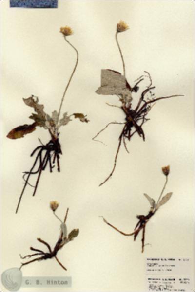 URN_catalog_HBHinton_herbarium_22750.jpg.jpg