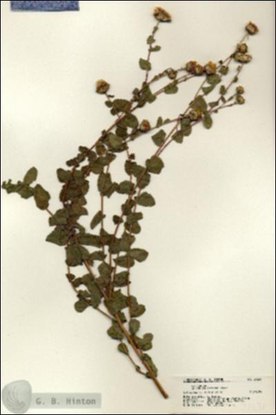 URN_catalog_HBHinton_herbarium_21231.jpg.jpg