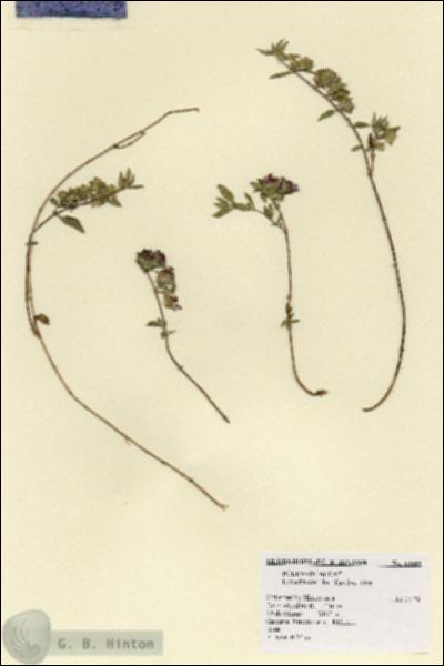 URN_catalog_HBHinton_herbarium_18602.jpg.jpg